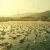 Streptococcus iniae : une bactérie zoonotique méconnue du monde aquatique
