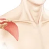 Tête humérale : anatomie, fonctions et pathologies courantes