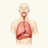 Thorax rigide : comprendre et traiter la rigidité thoracique chez la personne âgée